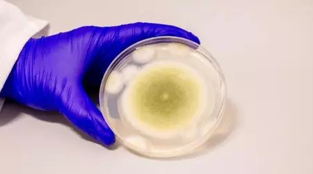 Svamp som skyllts för mystiska dödsfall av arkeologer är oväntat en bot mot leukemi