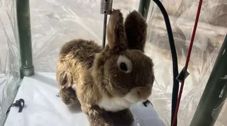 Robotråttor mot pytonormar: ett ovanligt experiment i Florida