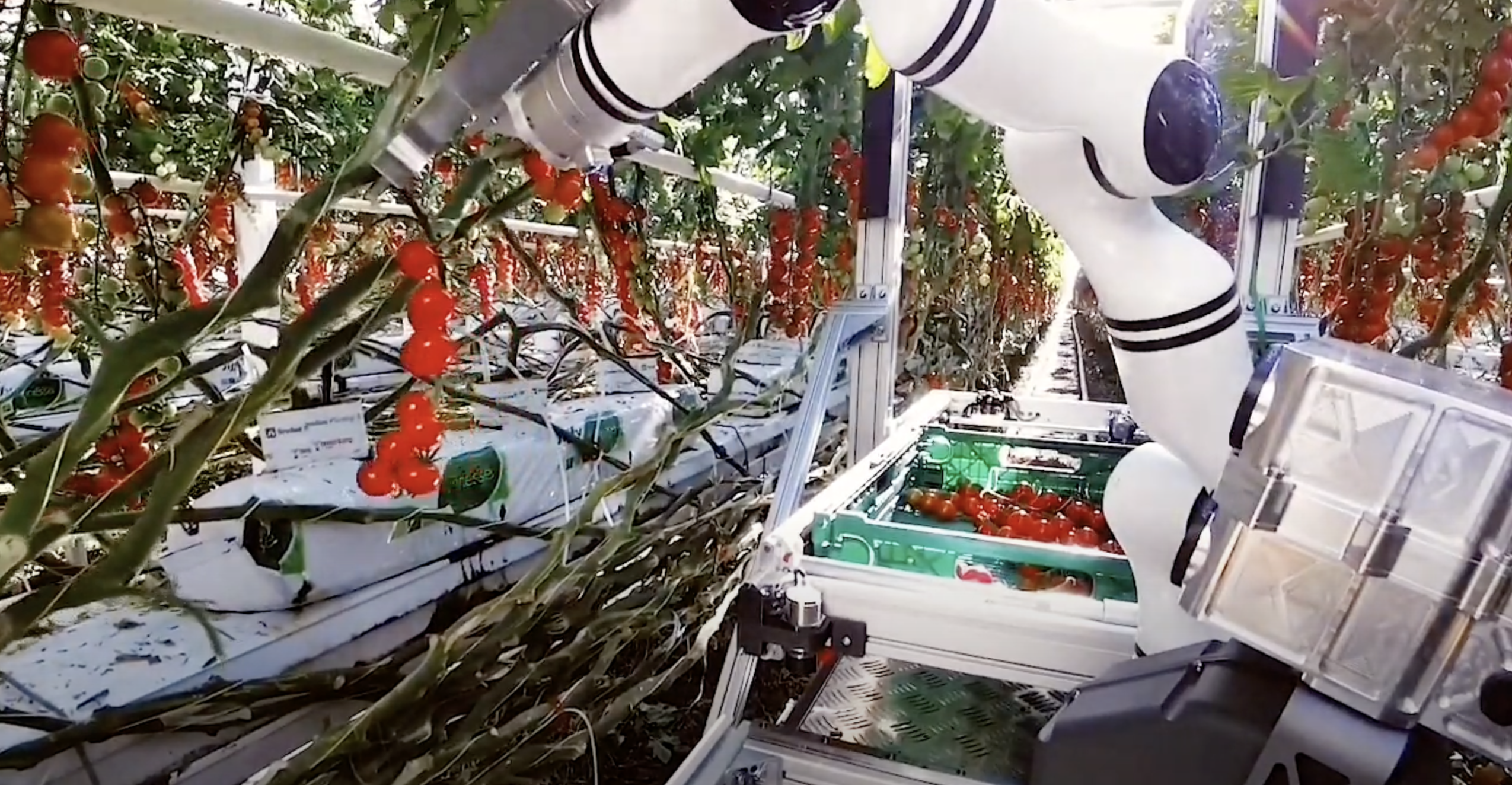 Robot från den schweiziska startupen Floating Robotics skördar tomater i växthus (video)