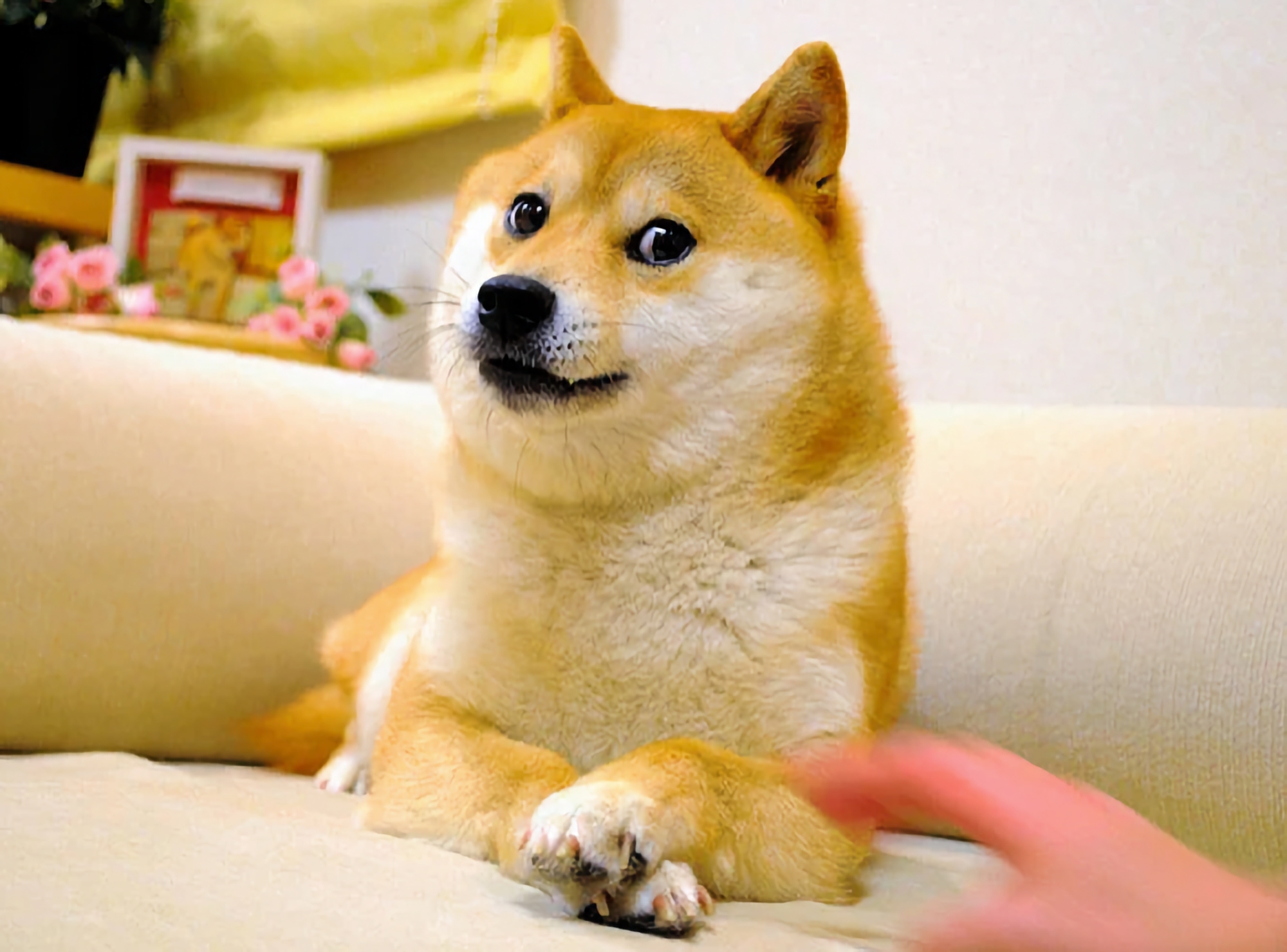 Hunden Kabosu från Doge-memet har dött i sitt 18:e levnadsår