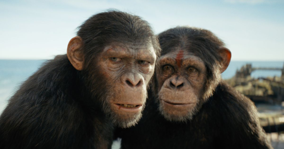 The Kingdom of the Planet of the Apes spelade in 56 miljoner dollar under sin första helg i USA, vilket är det näst bästa resultatet i filmseriens historia
