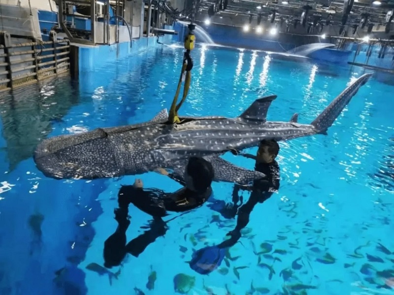 Ge oss våra pengar tillbaka! Besökare på ett kinesiskt oceanarium är upprörda över att få se en robothaj istället för en levande havsgigant-2