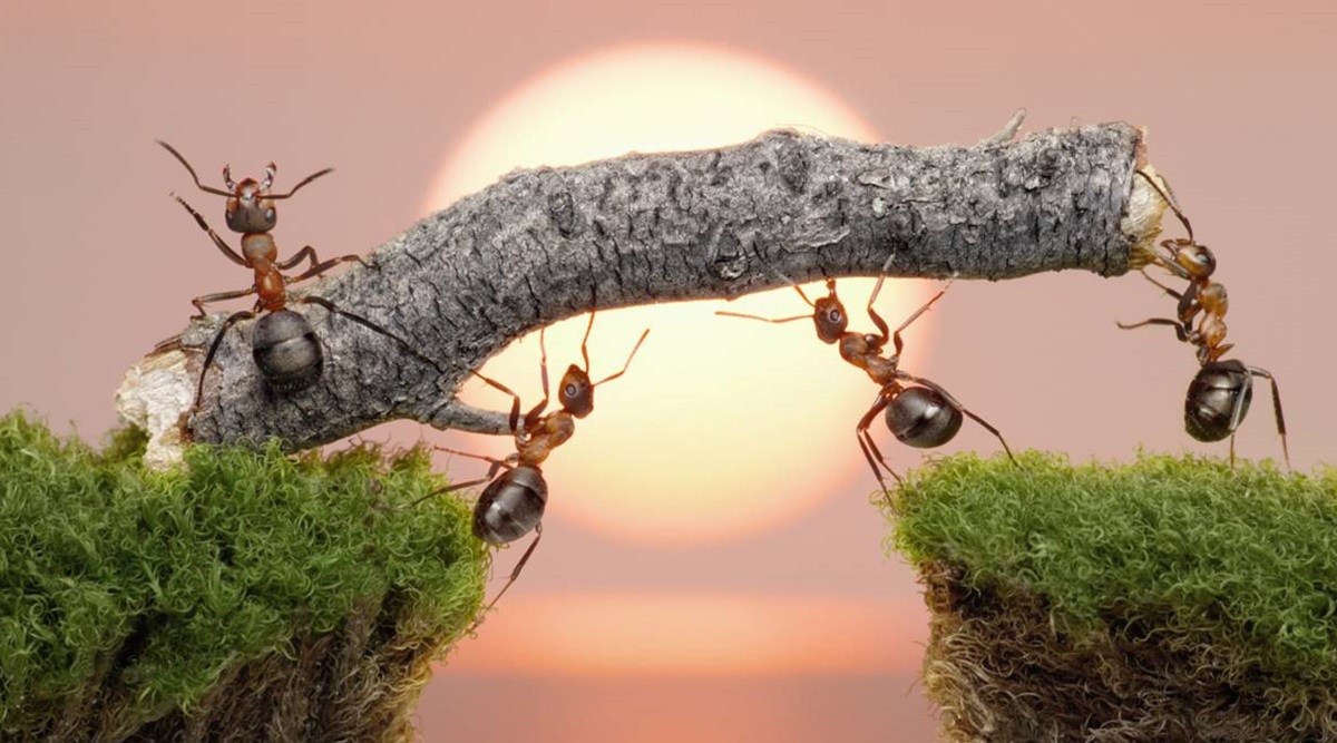 Känn dig som en insekt: trailern för det ovanliga strategispelet Empire of the Ants presenteras