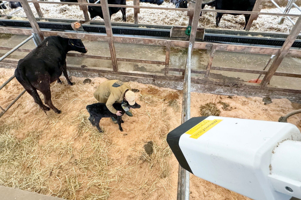 Nikon har skapat en AI-driven kamera för att övervaka förlossningsarbetet hos kor