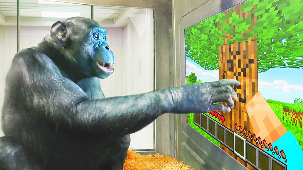 En apa spelar Minecraft - och det är inget skämt! En häpnadsväckande video av en schimpans som spelar Minecraft har publicerats