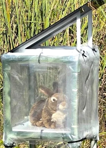 En robotråtta i Everglades.