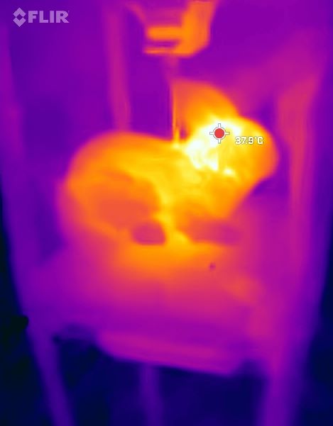 En robotråtta i Everglades.